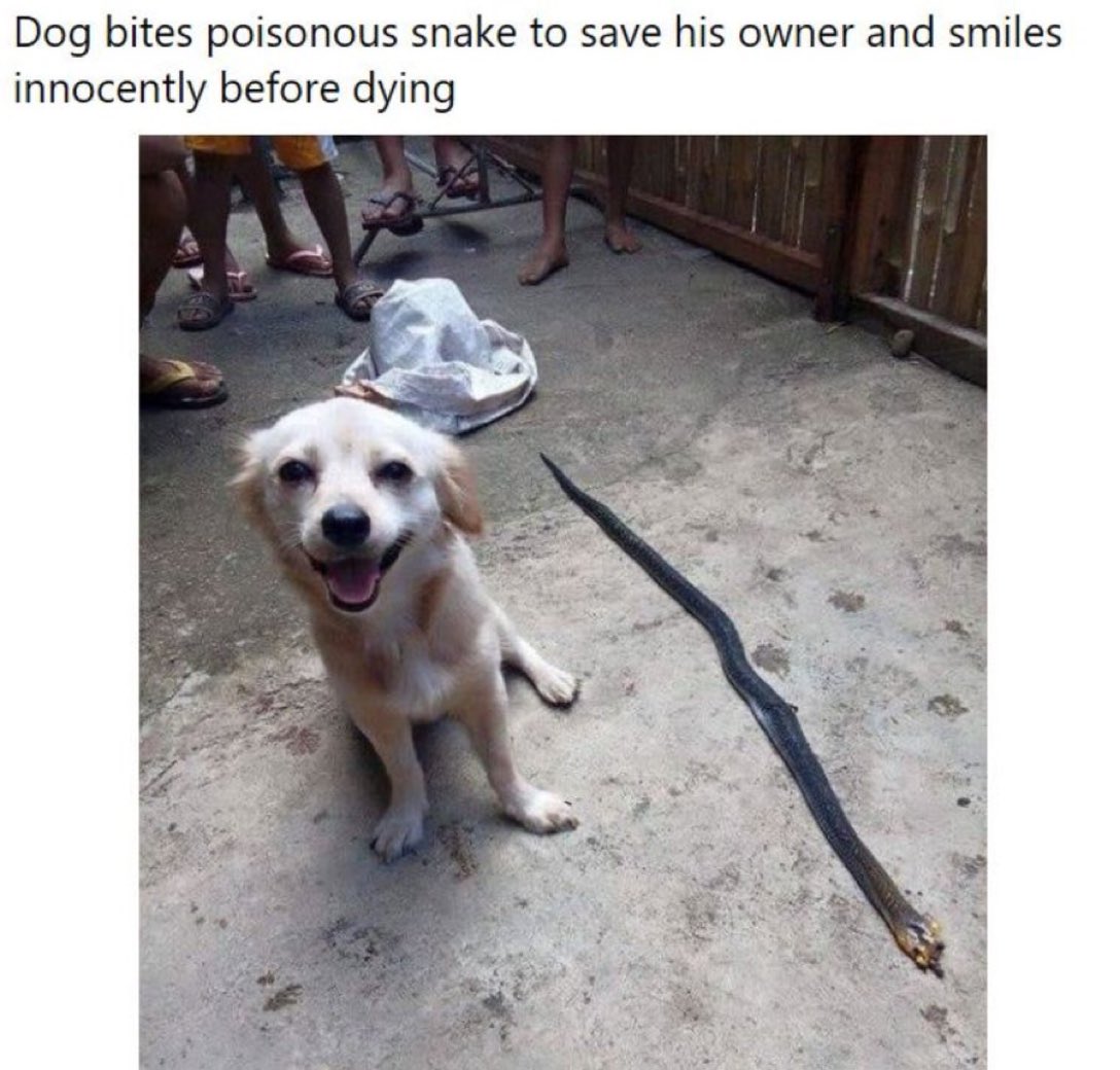 Puppies 🐶 tweet media