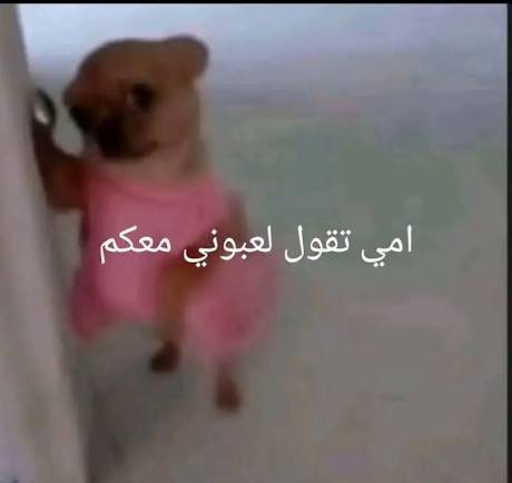 amthal kteish 🔻 tweet media