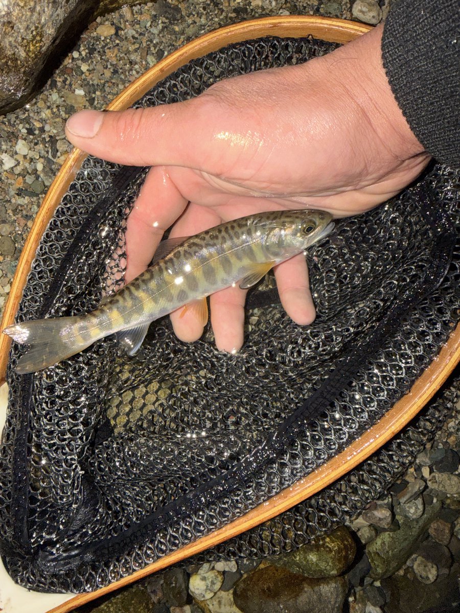 マスオちゃん tweet media