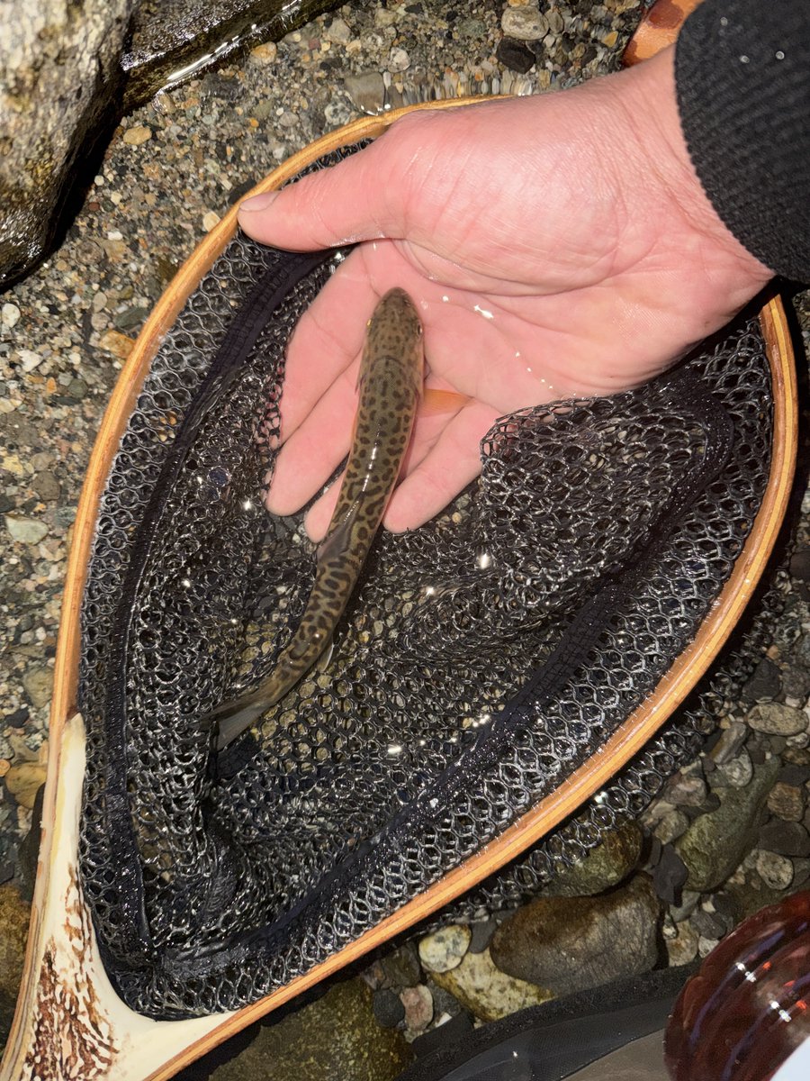 マスオちゃん tweet media