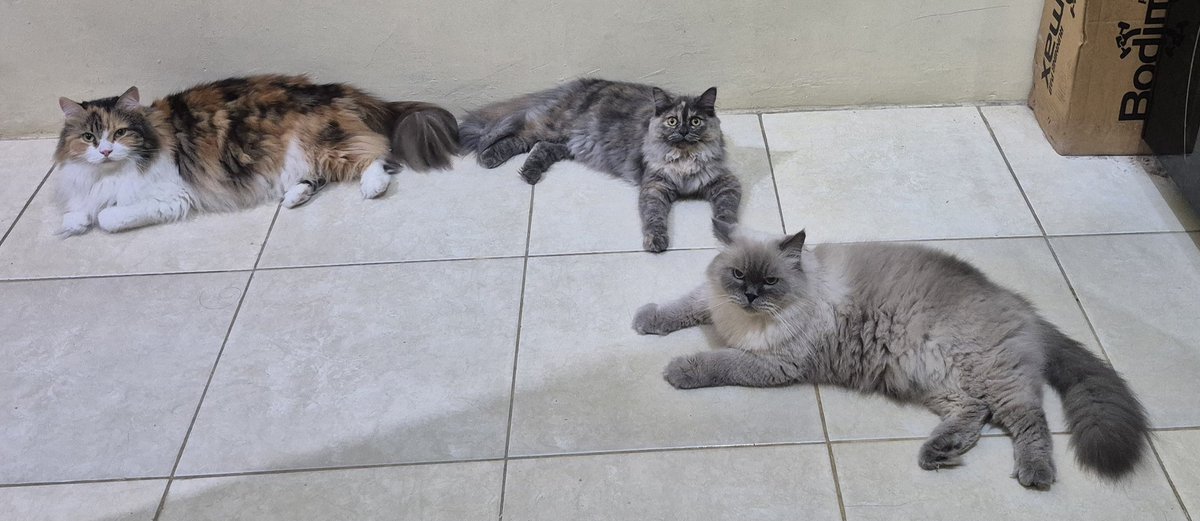 Ubiii & Upiii tweet media