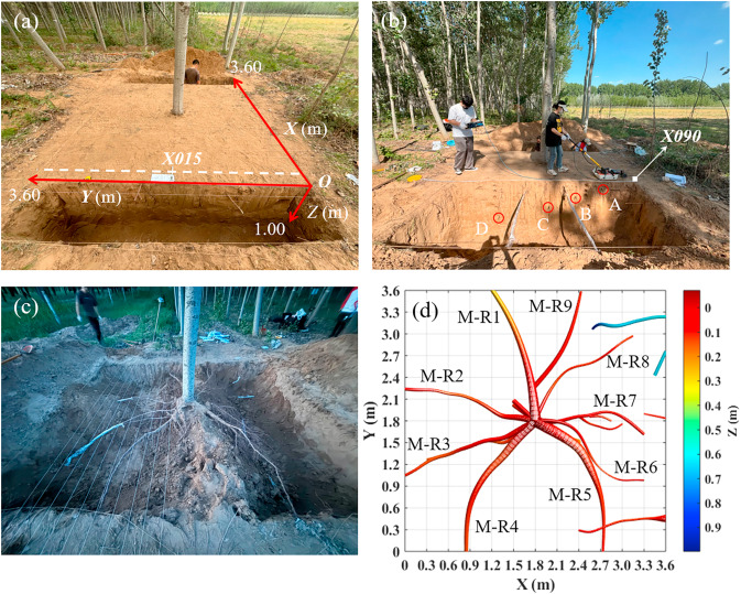 PPhenomics's tweet image. Ground-penetrating radar achieves 89% accurate 3D reconstruction of urban tree roots non-destructively—enabling large-scale monitoring for smarter city forest management and climate resilience. #Root
Details: doi.org/10.1016/j.plap…