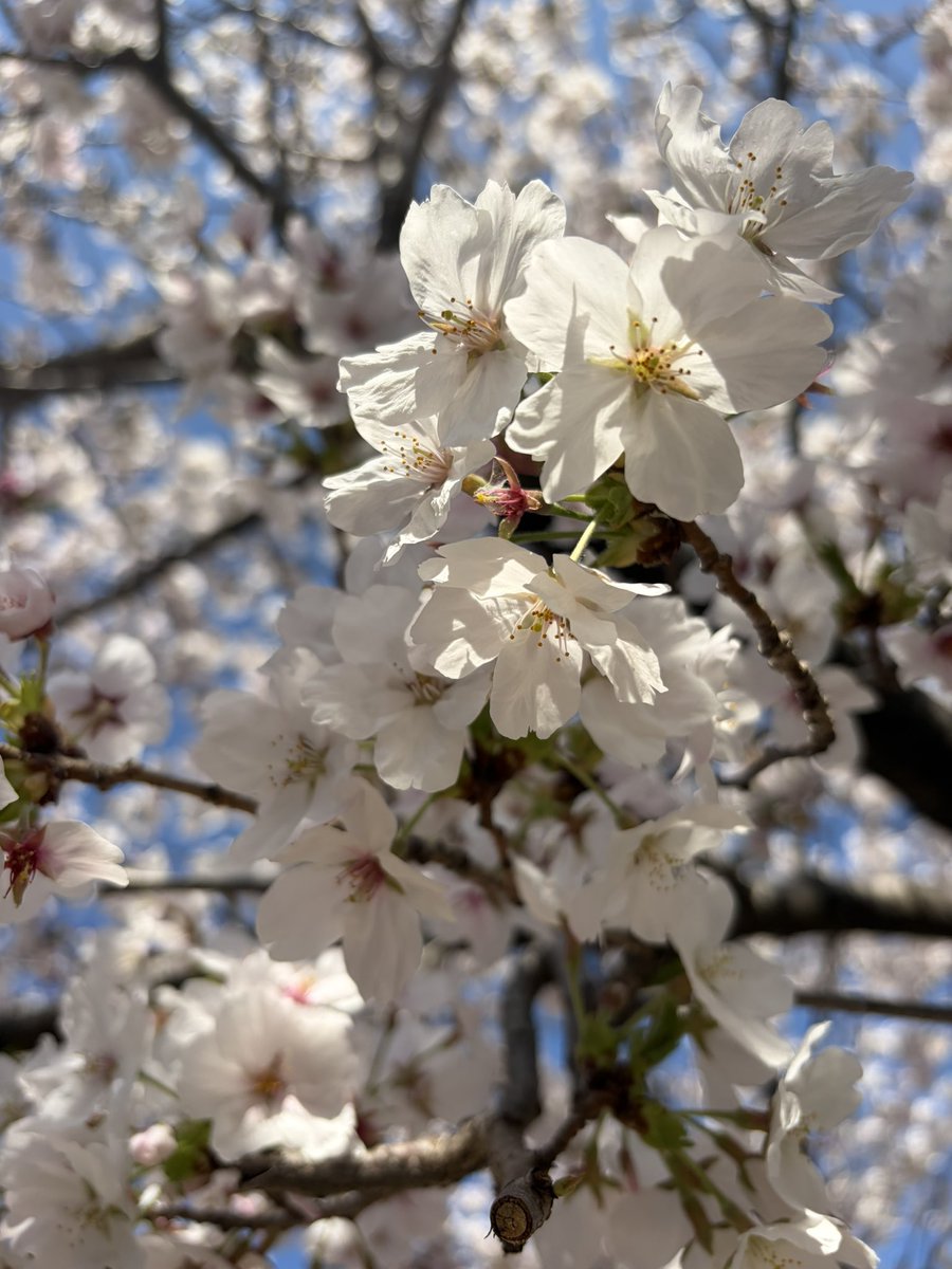 株楽(かぶら) tweet media