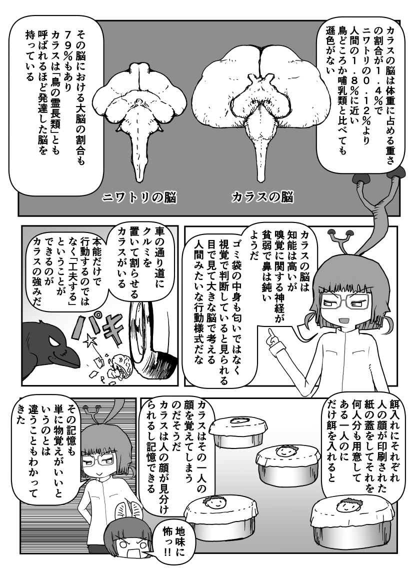 色々と誤解されてそうな動物を漫画で解説していくぞい。  第58回「カラス」2/2 #クック先生の動物講座 #漫画が読めるハッシュタグ #マンガが読めるハッシュタグ 