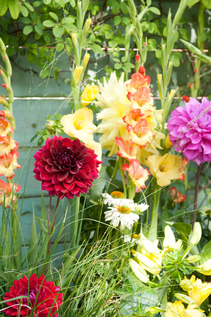 FlowerbulbsCom's tweet photo. Turn your garden into a cut flower paradise with summer bulbs. Gladioli, lilies, dahlias and more give you fresh stems to pick all season and make bees and butterflies just as happy as you are. 🌸 https://t.co/6TjrVHfOfD #cutflowergarden #summerbulbs #gardenjoy https://t.co/tjVvfyI5on