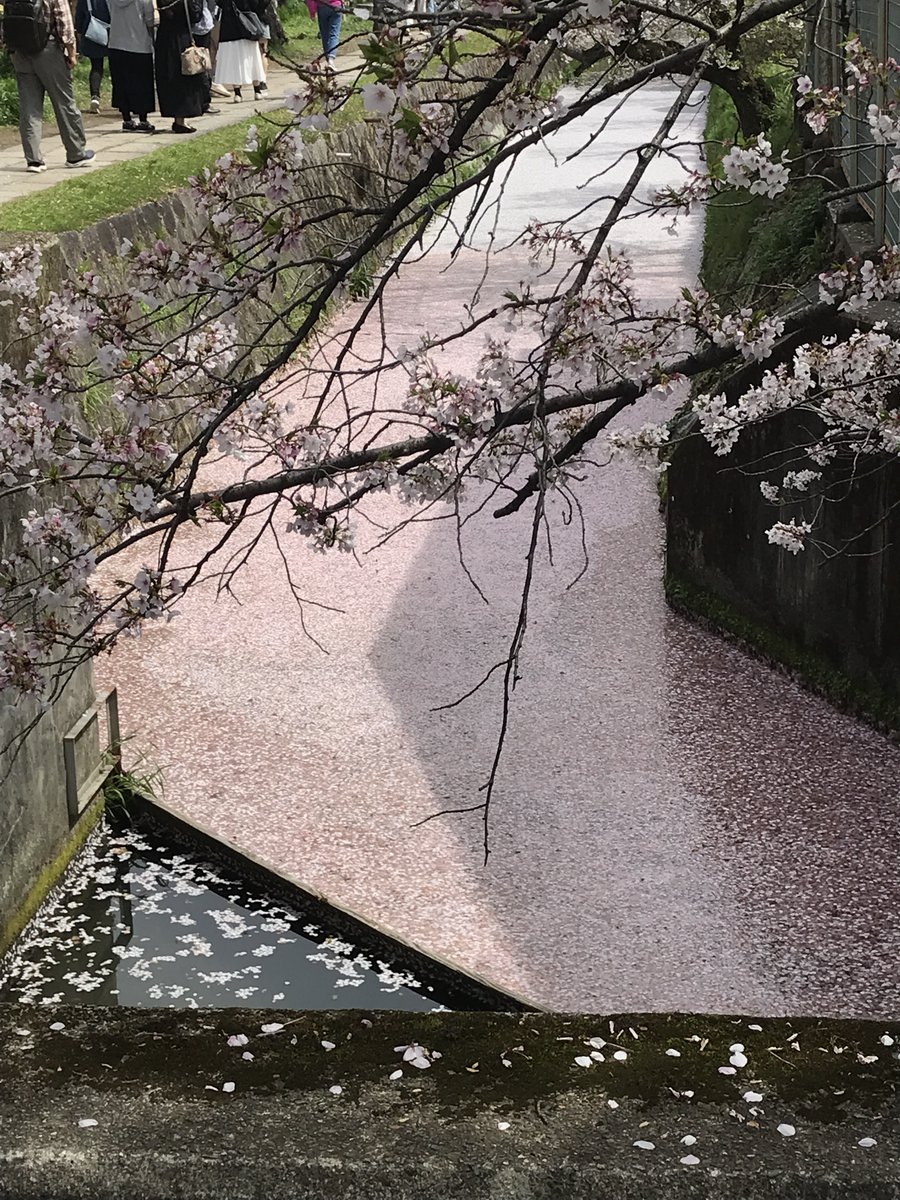tenchi66375705's tweet photo. ４月６日　哲学の道は花筏でした。

＃哲学の道　＃花筏 https://t.co/rDIc4IFCeJ
