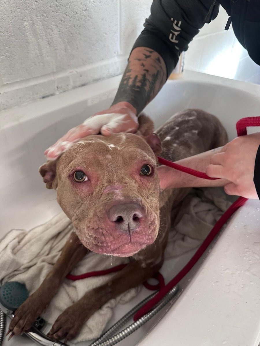 Animal Adoptions UK 🐕🦺🐈🐎❤️ tweet media