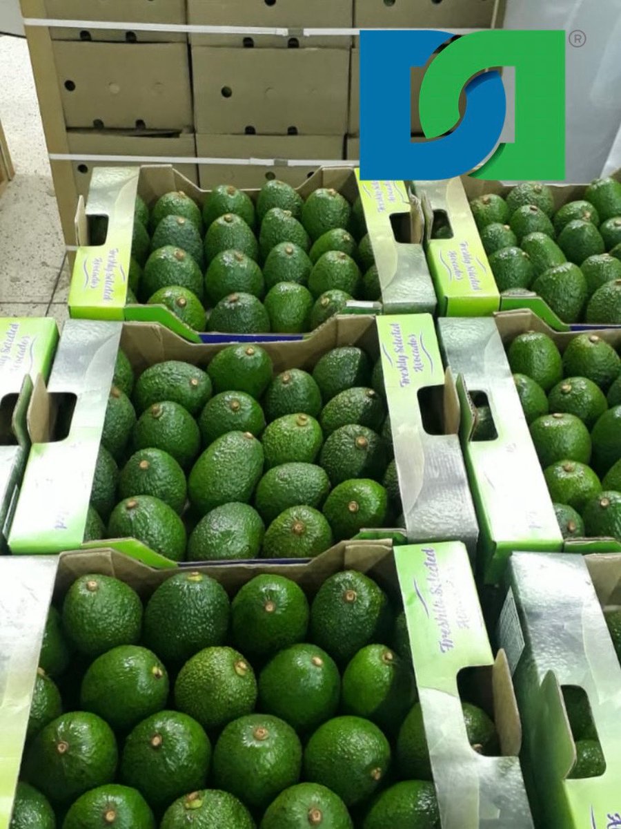 Traddle's tweet photo. 🌍 Kenya Avocado Export Season 2026 is NOW OPEN! 🥑
Premium quality available now – ready for EU, Middle East, China &amp; more. Strong demand + China duty-free in May!

DM or WhatsApp +1 (646) 330 0436 with your specs for quick quotes.

#KenyaAvocados #Hassavocado #AvocadoExport https://t.co/bxxk7Nbe9f