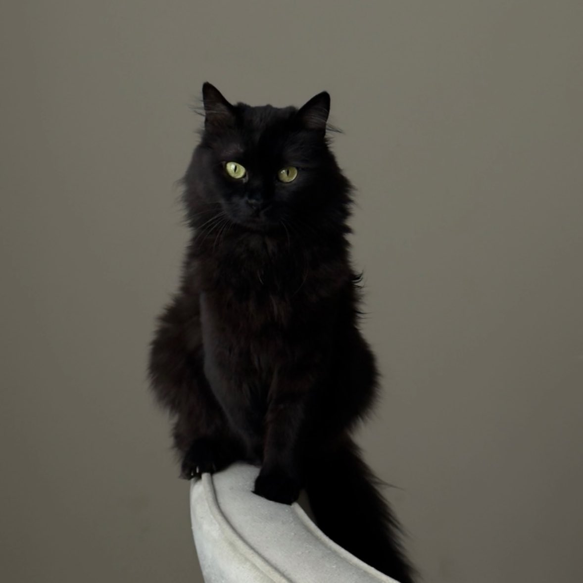 منال tweet media