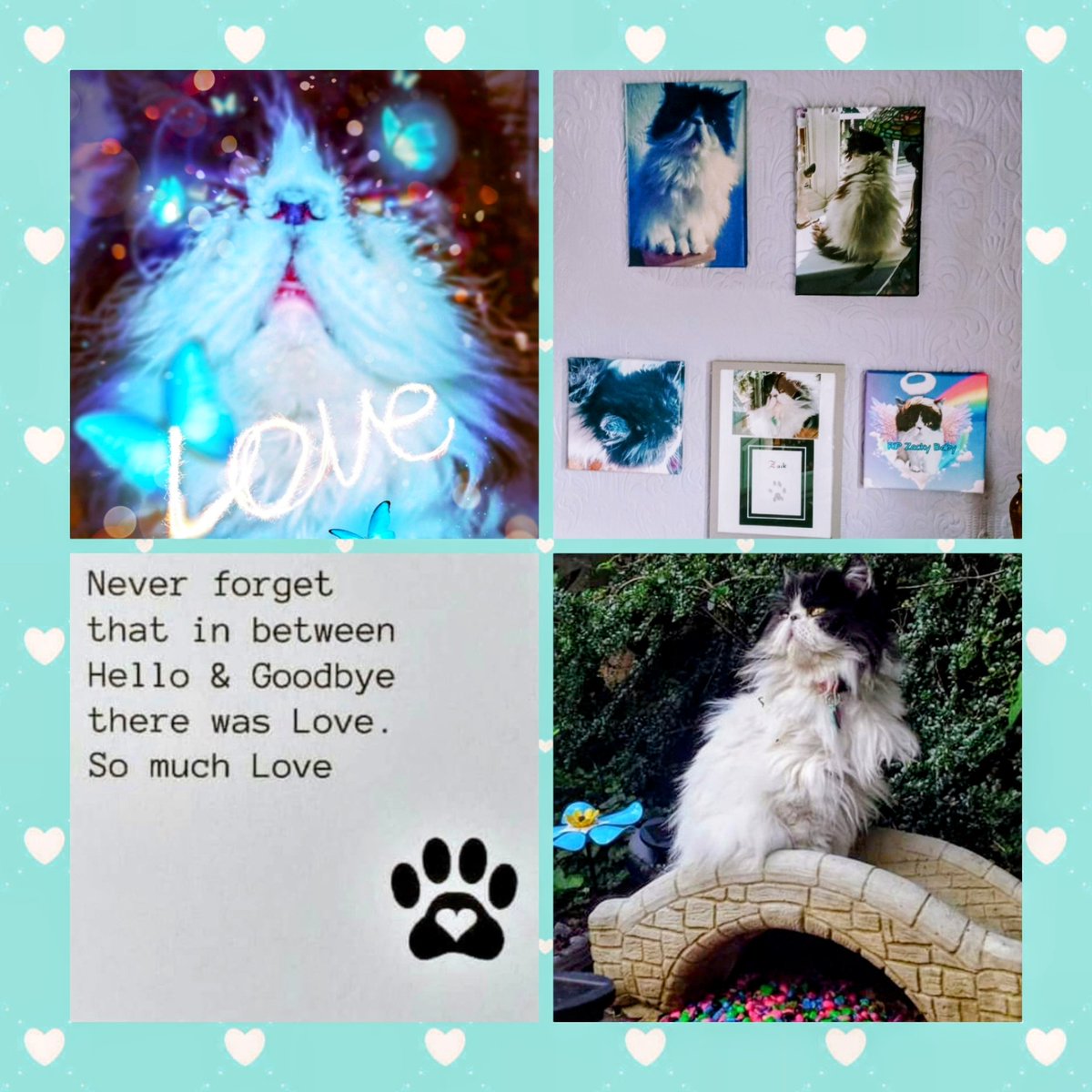 Cat Woman tweet media