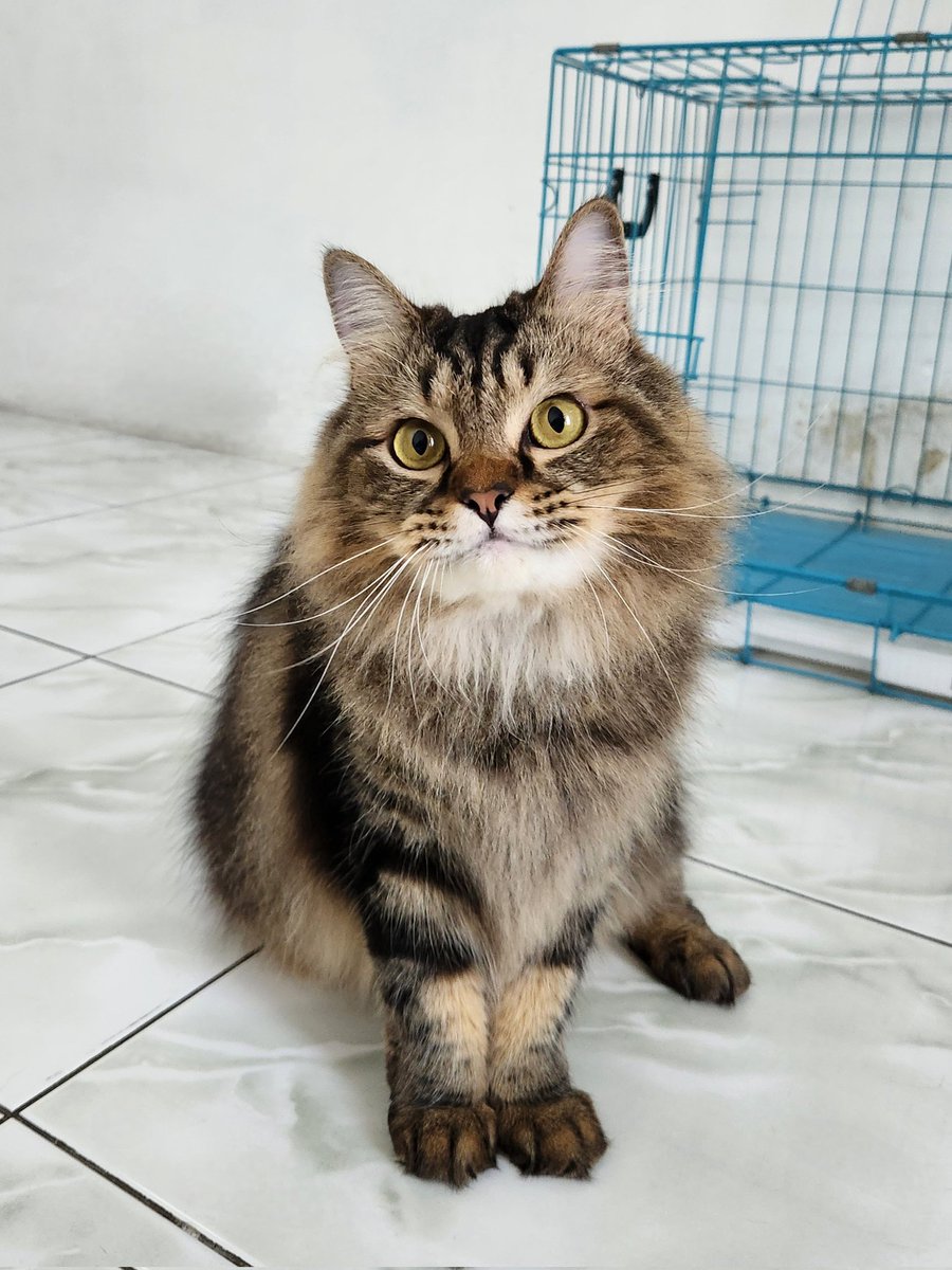 Kevin Mulia tweet media