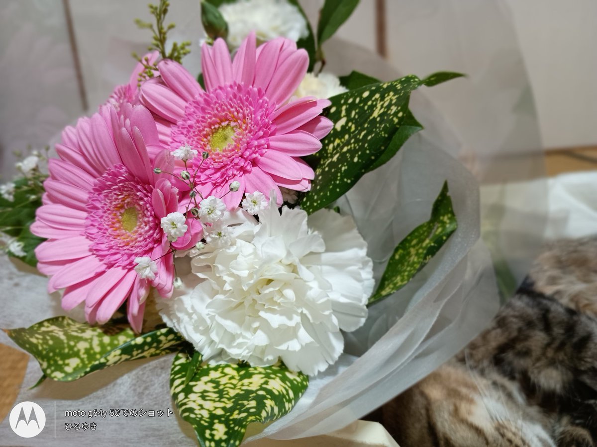 hiro_LC@北海道移住完了 tweet media