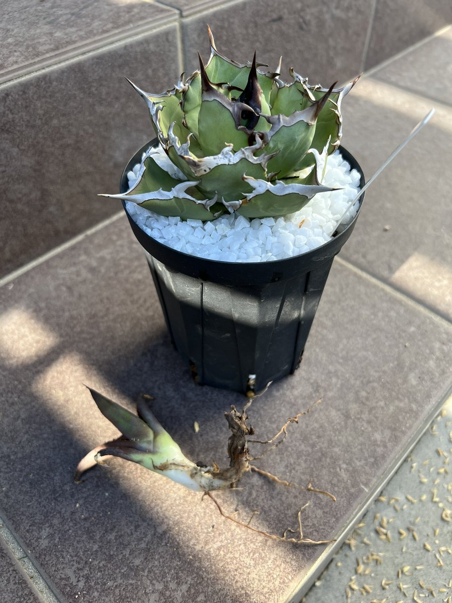 てっくん@تيكّون tweet media