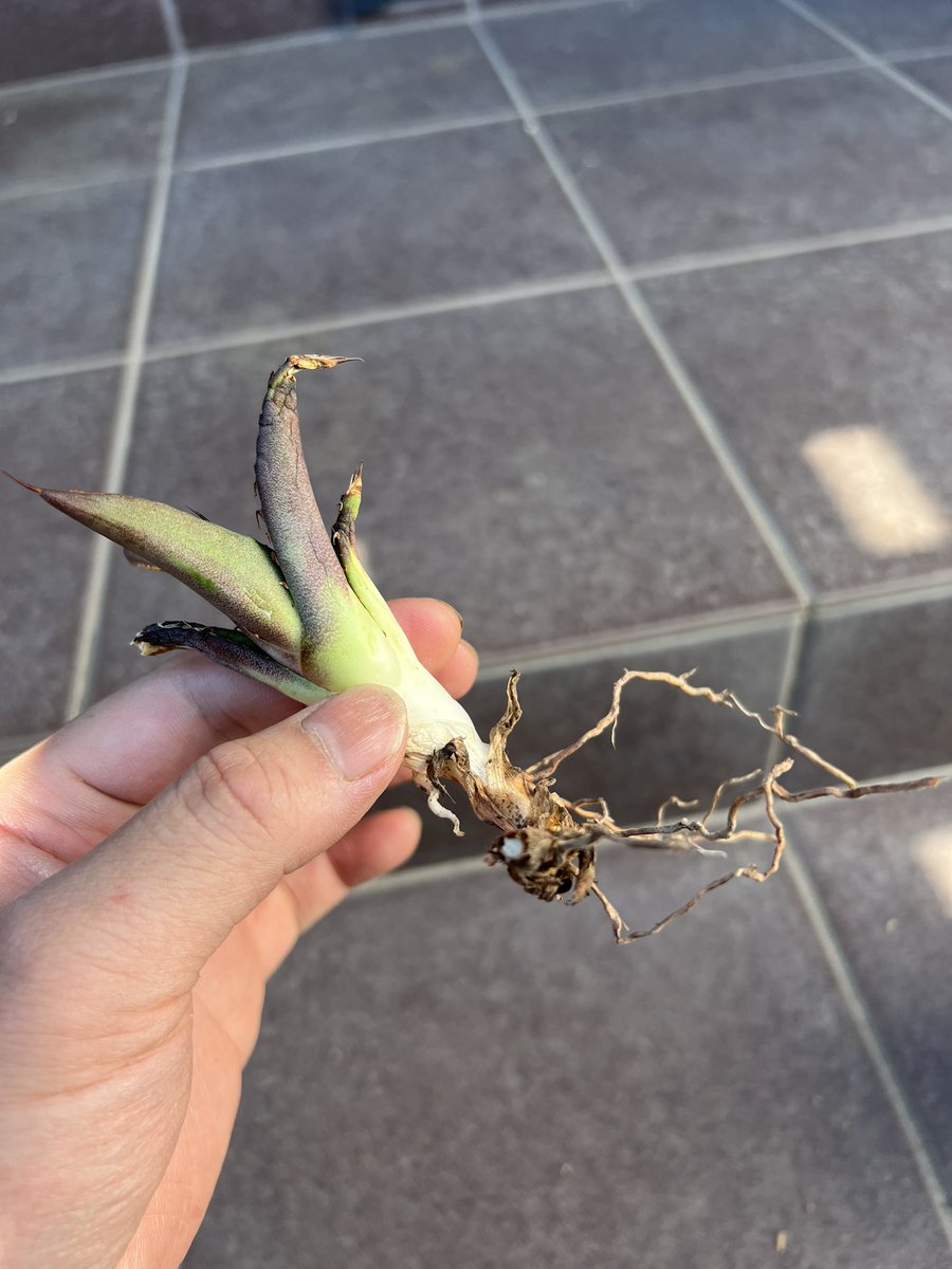 てっくん@تيكّون tweet media