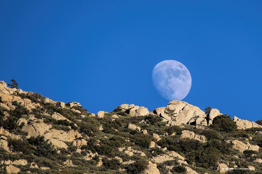 RixRaven tweet media