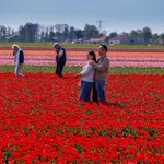 Photo by Tulpenroute Flevoland 🌷 (@TFlevoland)