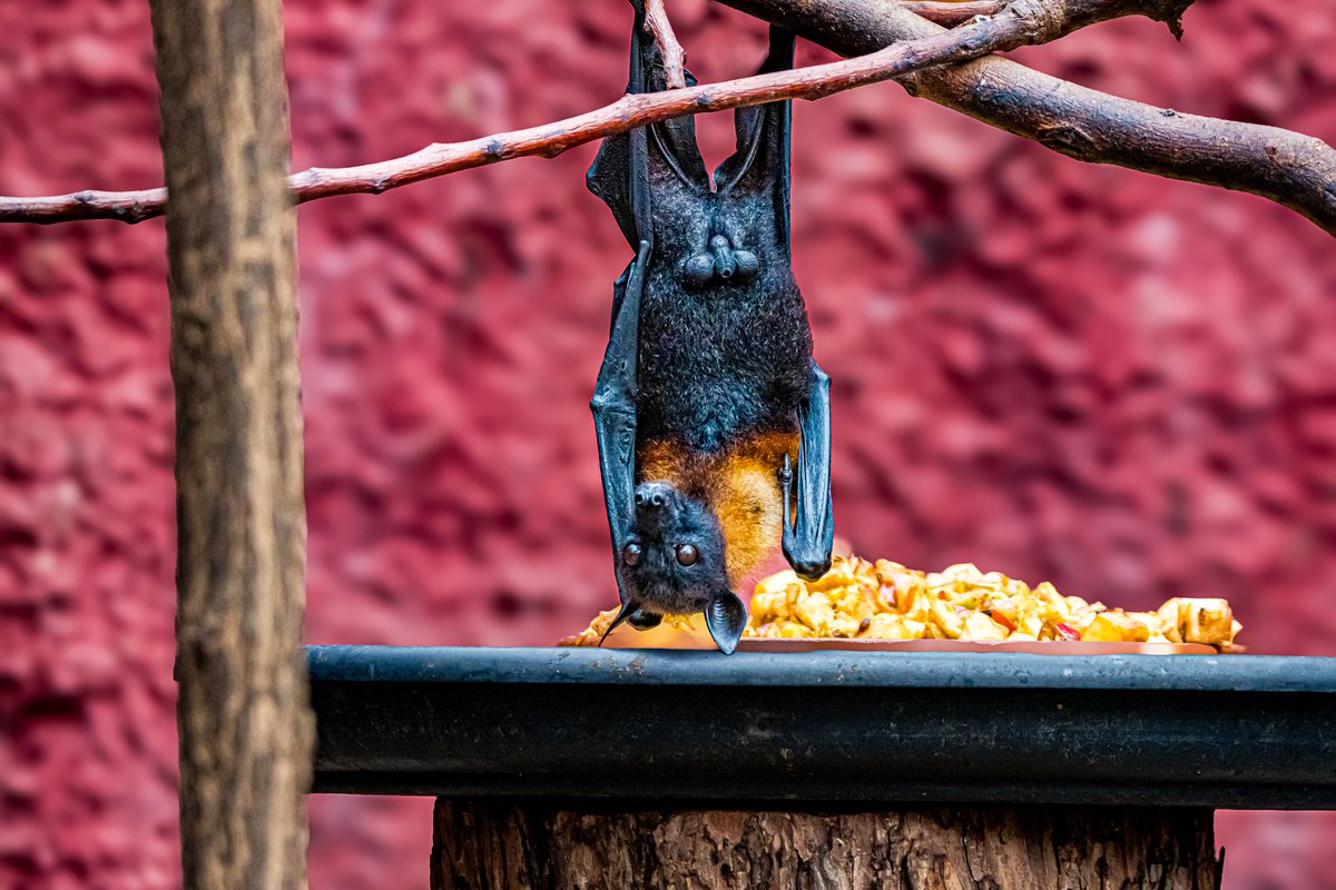 dinobreezy's tweet photo. Goodmorning everyone ☕️ Have a great Wednesday with these Megabats or Fruit Bats (Pteropodidae), in Dutch 🇳🇱 Vleerhond 🦇
#GoodMorningX #WednesdayMotivation
#megabat #fruitbat #pteropodidae #Vleerhond #pairidaiza #zoo #photography #batman https://t.co/5I0QQZG9og
