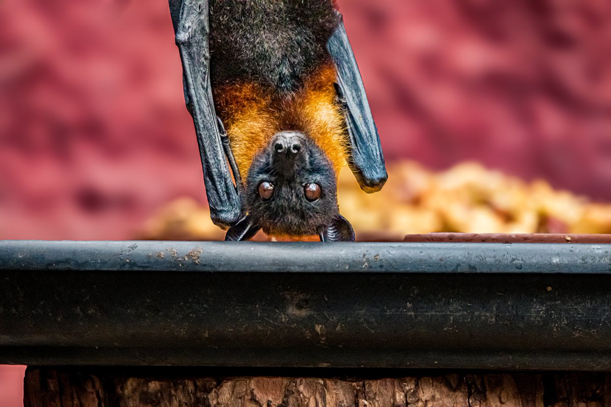 dinobreezy's tweet photo. Goodmorning everyone ☕️ Have a great Wednesday with these Megabats or Fruit Bats (Pteropodidae), in Dutch 🇳🇱 Vleerhond 🦇
#GoodMorningX #WednesdayMotivation
#megabat #fruitbat #pteropodidae #Vleerhond #pairidaiza #zoo #photography #batman https://t.co/5I0QQZG9og