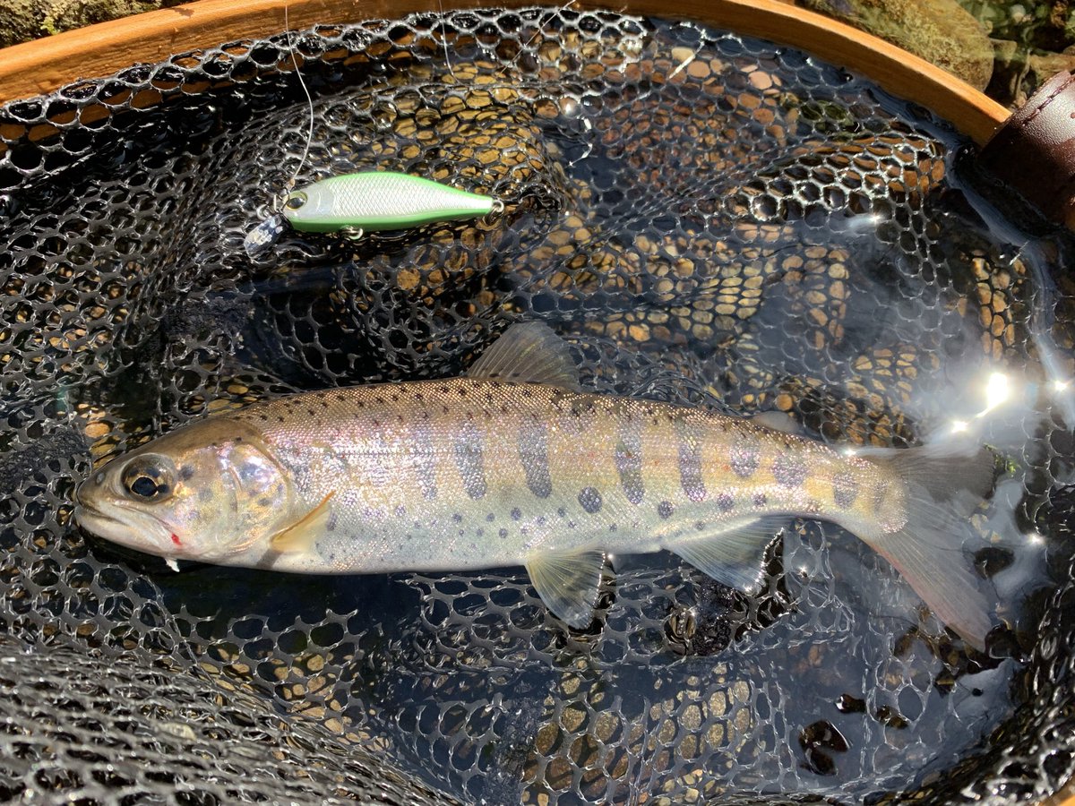 w09la's tweet photo. 活性が上がって来て余裕のツ抜け😙🎣
今シーズン初のヤマメ？アマゴ？もゲット
シルバークリークミノー 44S 40S 40SS https://t.co/YfFvAVnvdV