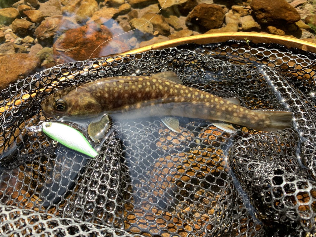 w09la's tweet photo. 活性が上がって来て余裕のツ抜け😙🎣
今シーズン初のヤマメ？アマゴ？もゲット
シルバークリークミノー 44S 40S 40SS https://t.co/YfFvAVnvdV