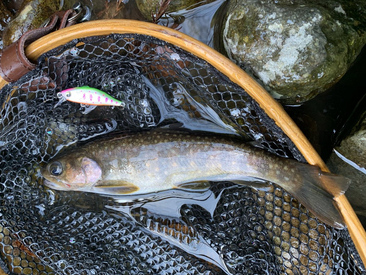 w09la's tweet photo. 活性が上がって来て余裕のツ抜け😙🎣
今シーズン初のヤマメ？アマゴ？もゲット
シルバークリークミノー 44S 40S 40SS https://t.co/YfFvAVnvdV
