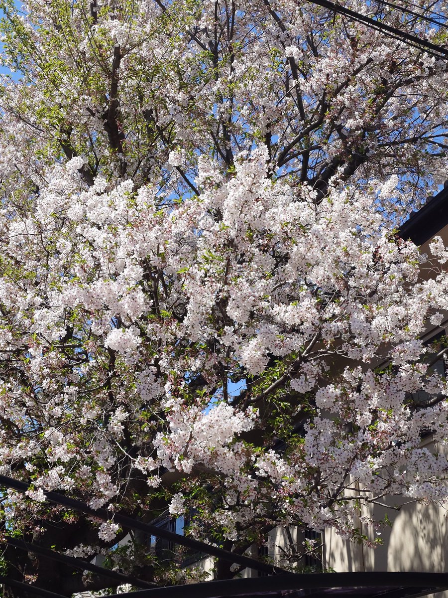 ご近所の桜、みせて下さってありがたいです。