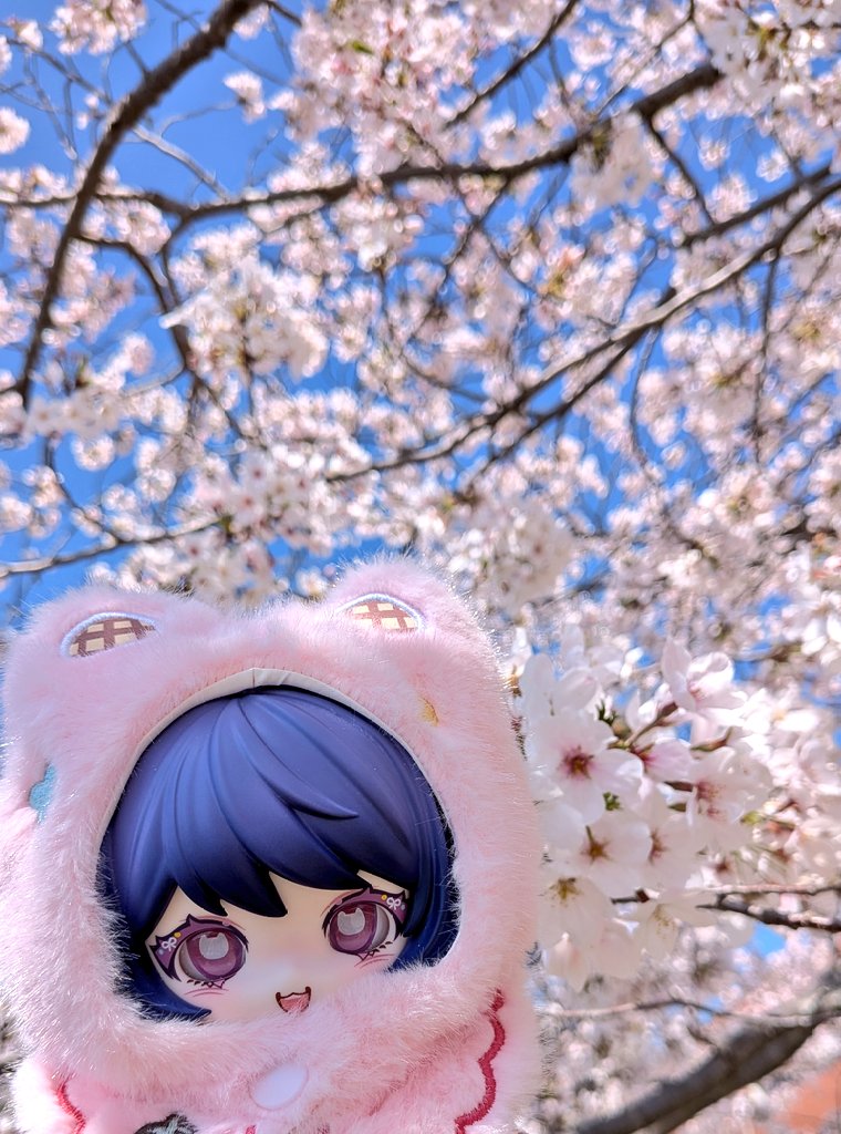 KayouPhoto's tweet photo. 桜を見に行きました。我が家の中で一番桜っぽいねこちゃん連れていきました。 https://t.co/7160cZhe6c