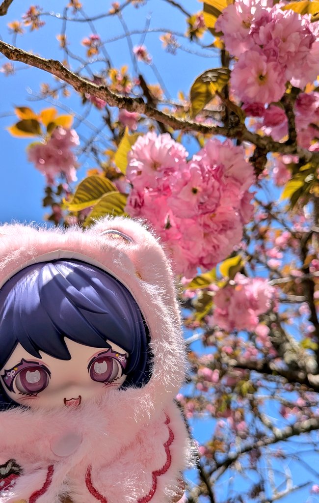 KayouPhoto's tweet photo. 桜を見に行きました。我が家の中で一番桜っぽいねこちゃん連れていきました。 https://t.co/7160cZhe6c