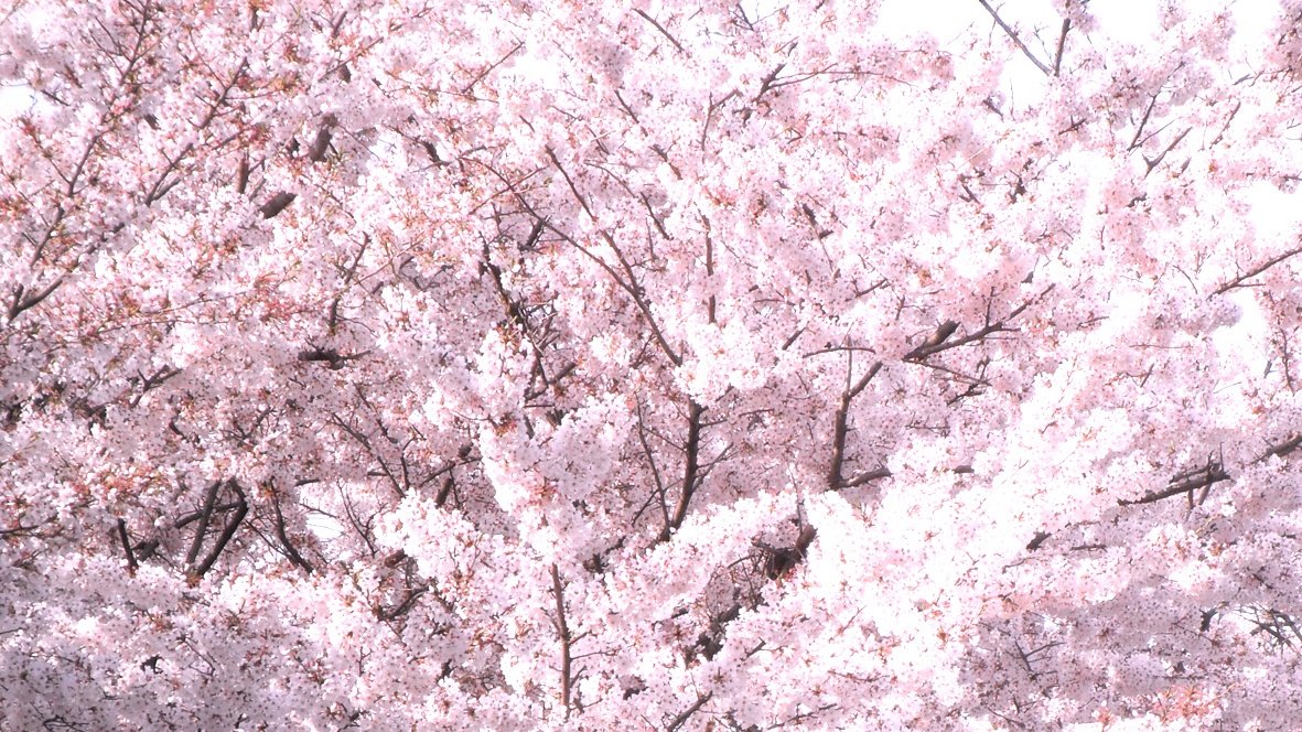 めのう@取引垢 tweet media