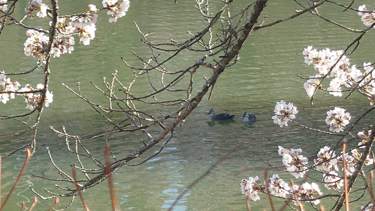 古金井 楓＠✡🍁🦊VTuber tweet media