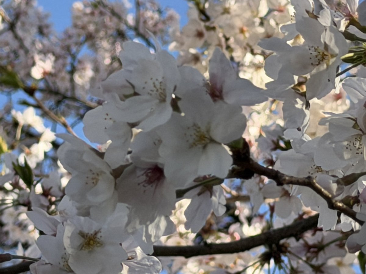 ちいさめ tweet media