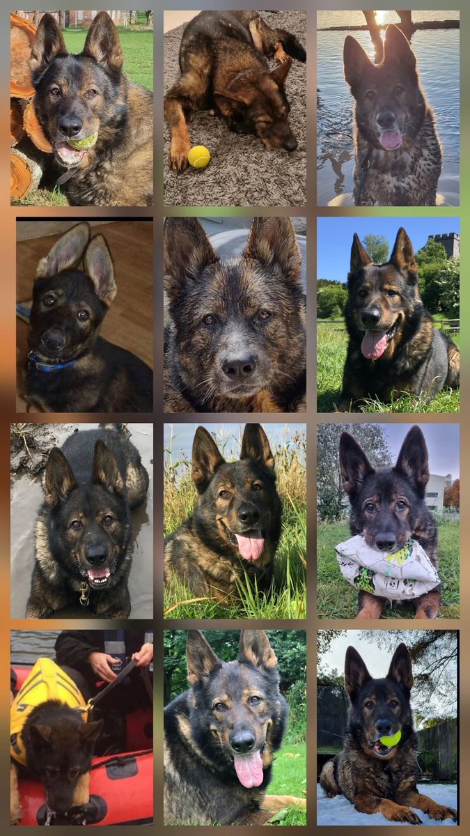 London Retired Police Dogs Trust tweet media