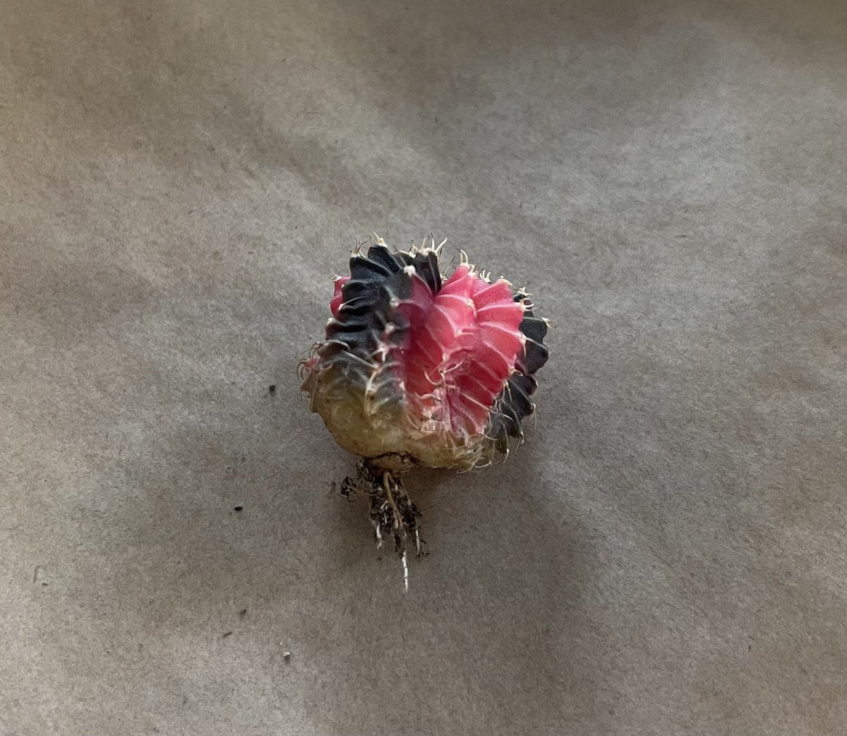 Era 🐍🪽 《 ARP 》 tweet media