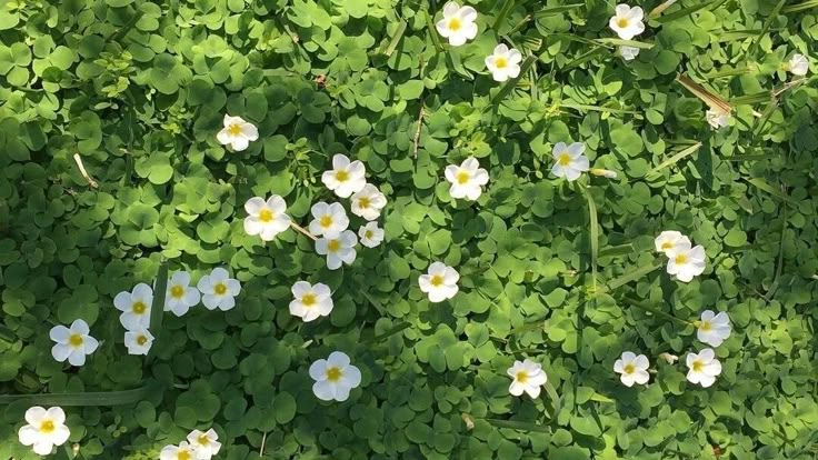 mawi 🍀 tweet media