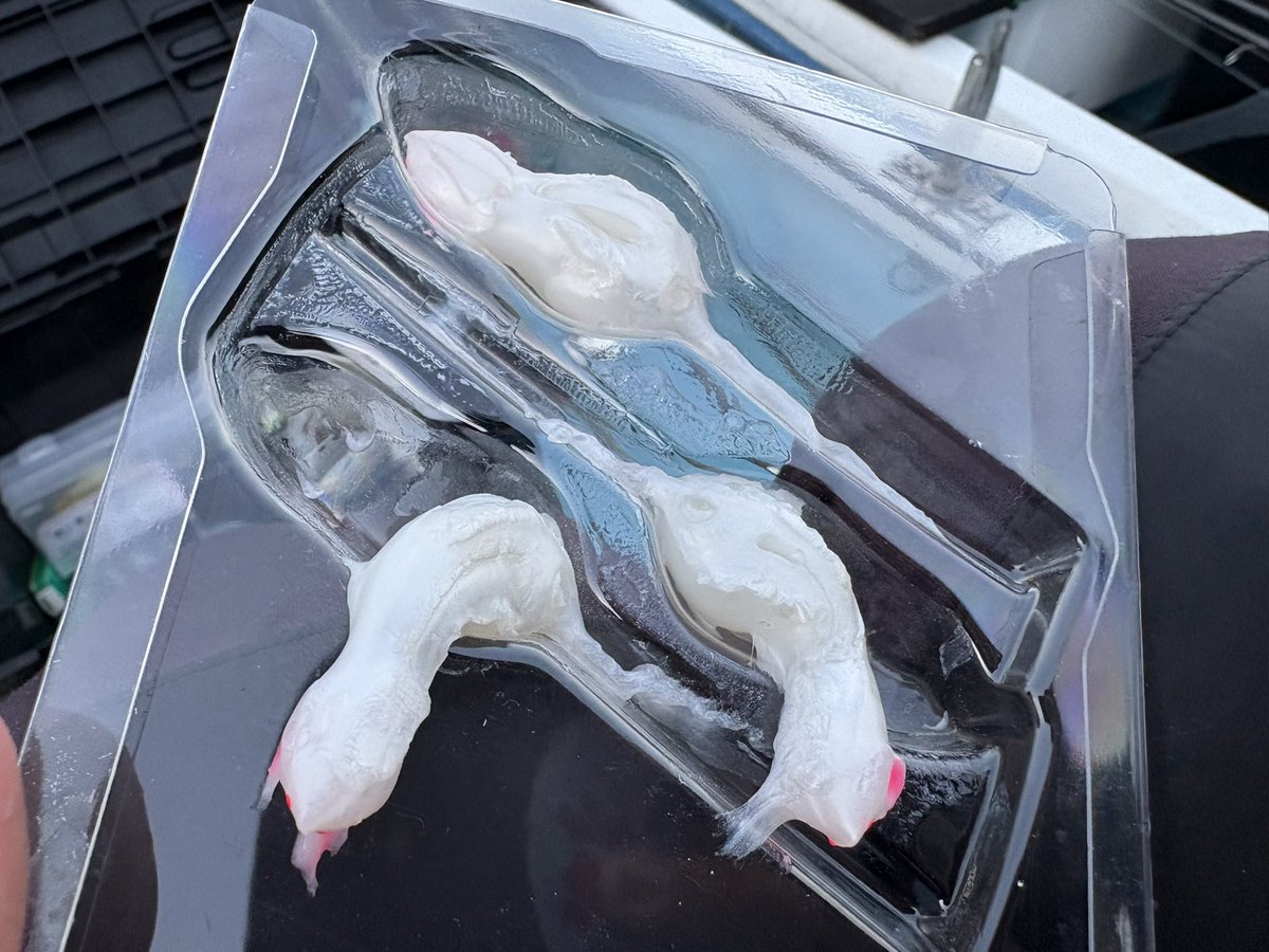 Mr.ノーバイト / 北畠蘭知亜 tweet media