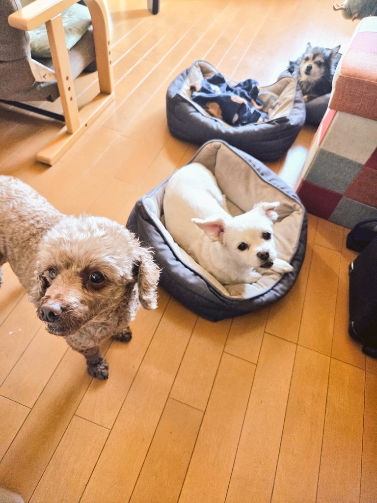 👑あさみしゅら👑 tweet media