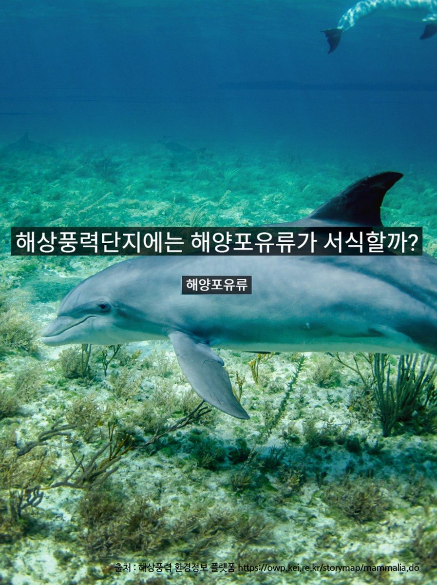 핫핑크돌핀스 tweet media