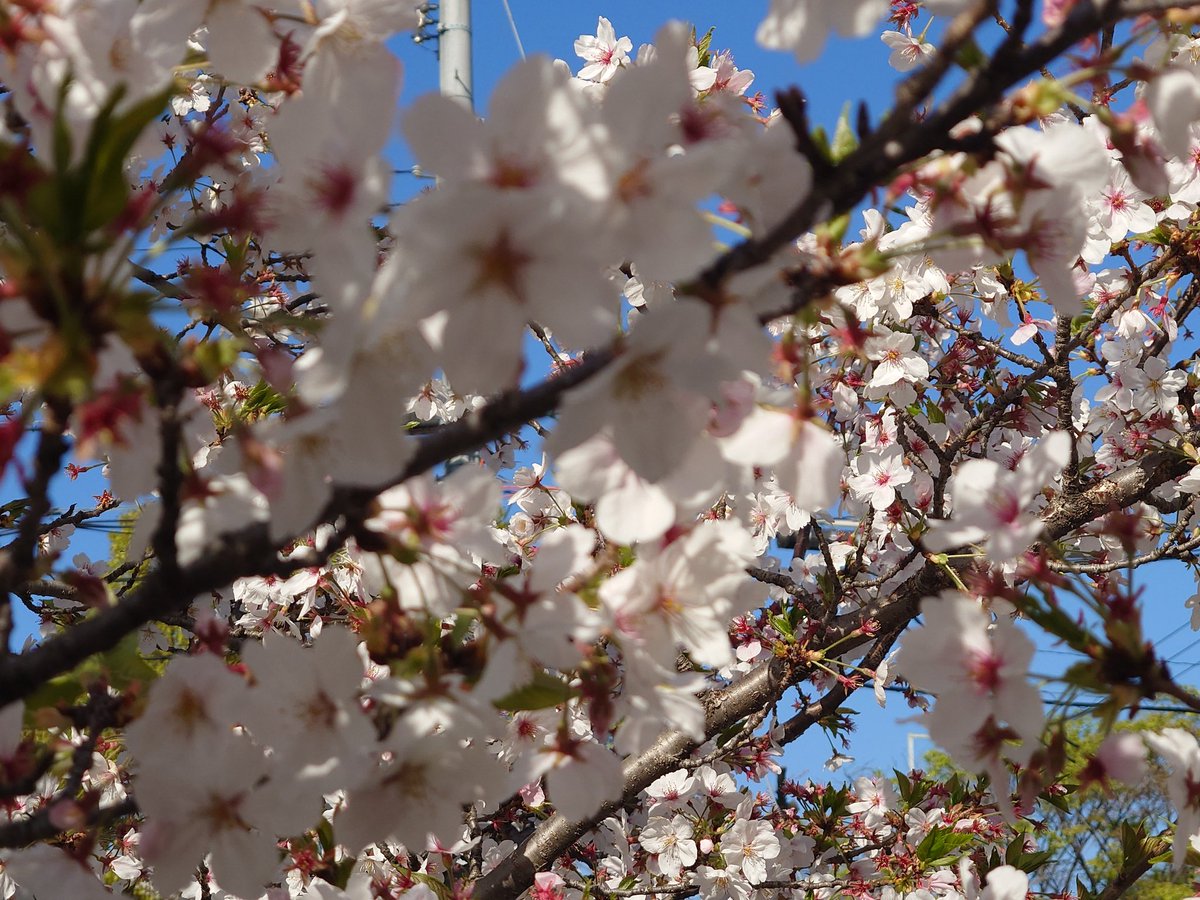 役所へ用事からの散歩
🌸桜満開🌸