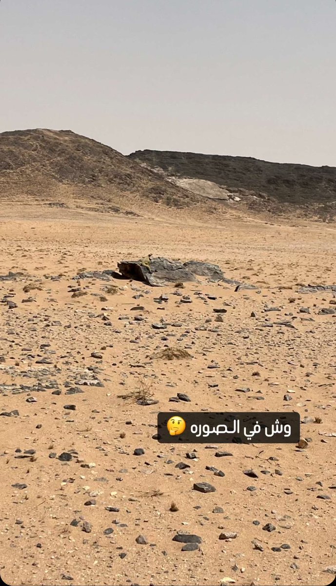 ضيف الشيباني tweet media