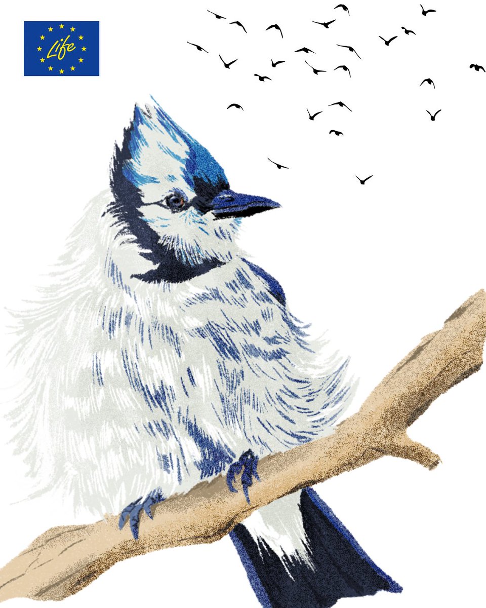 LIFE Programme tweet media