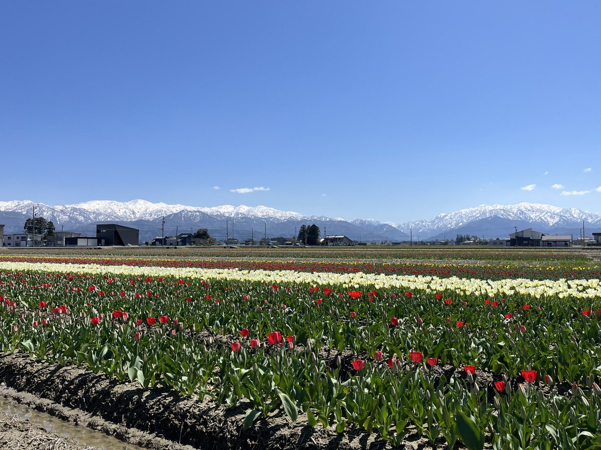 🌷にゅうぜんフラワーロード🌷 tweet media