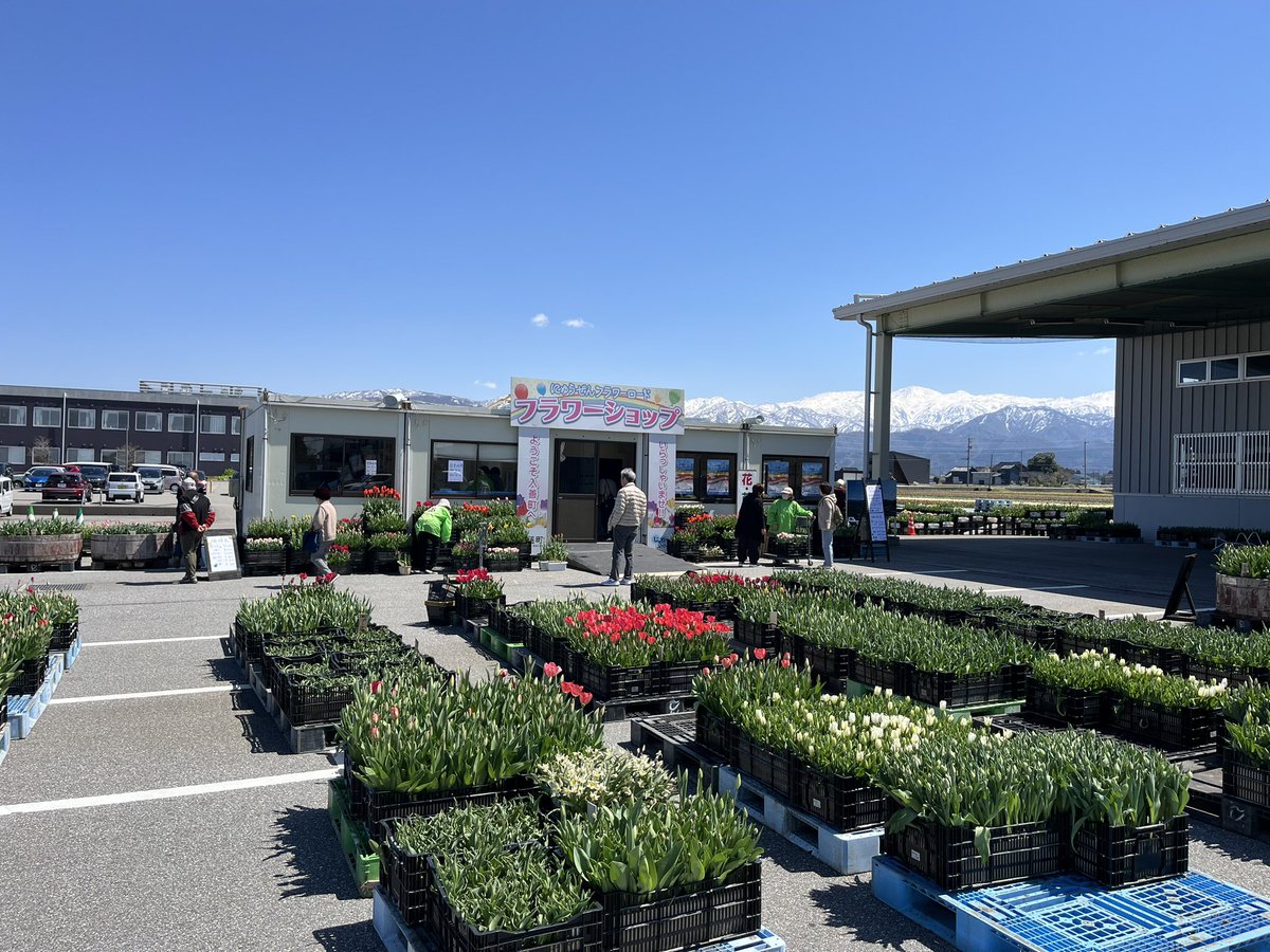 🌷にゅうぜんフラワーロード🌷 tweet media