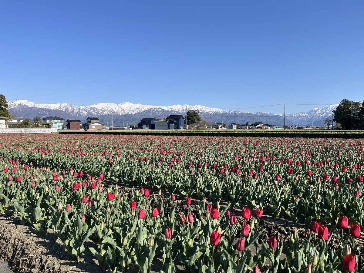 🌷にゅうぜんフラワーロード🌷 tweet media