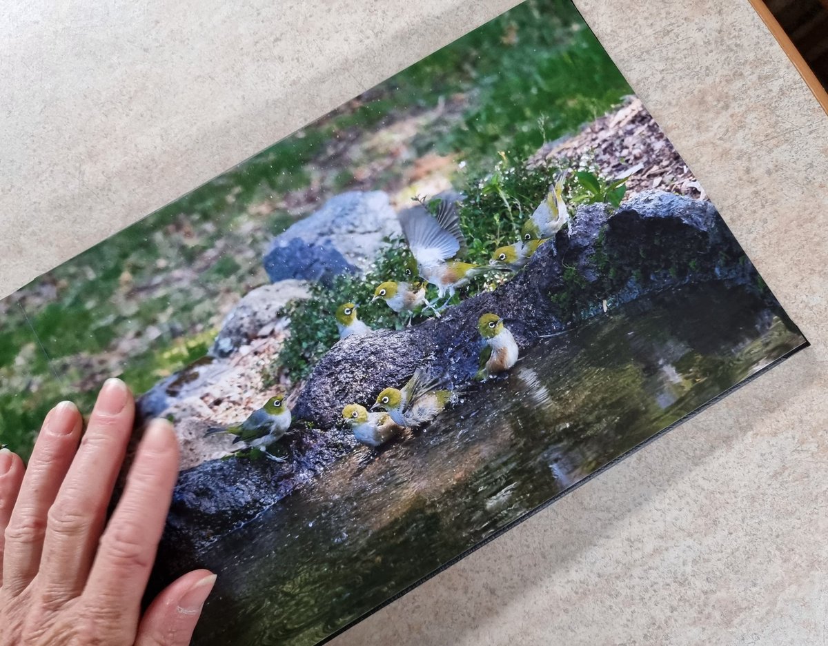 CarolineOrdHume's tweet photo. Tauhou / Silvereye, Zosterops lateralis, having a bath at Waipahihi Botanical Reserve, Taupo, New Zealand. How many birds can you spot?
This is a page from a book of my bird photography I got printed for myself.
#tauhou #silvereye #birdphotography #birds #birdsofnewzealand https://t.co/2TXLN6TYUZ