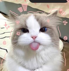 HECTOR EYCELE tweet media