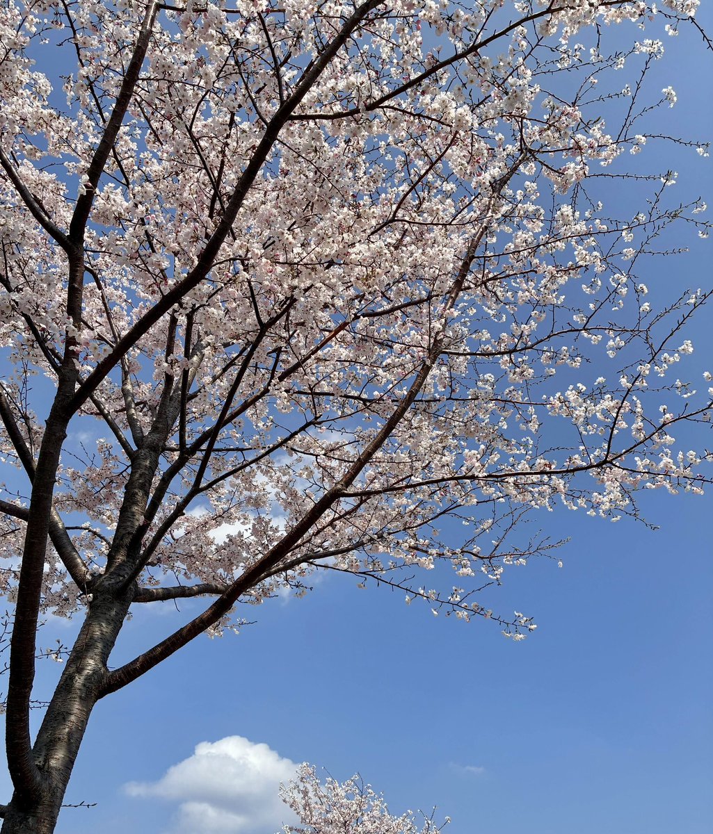 aeru_'s tweet photo. 今週の営業時間をお知らせいたします🌸
◯東京「aeru meguro」
4月11日（土）12:30～18:00

みなさまのお越しを心よりお待ちしております☺️

【アクセス】目黒駅 徒歩3分（JR山手線・東京メトロ南北線・都営三田線）
▶︎https://t.co/GOE8ZaCw3m https://t.co/MDqqsDWUsV