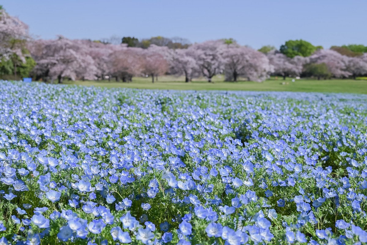 国営昭和記念公園 tweet media