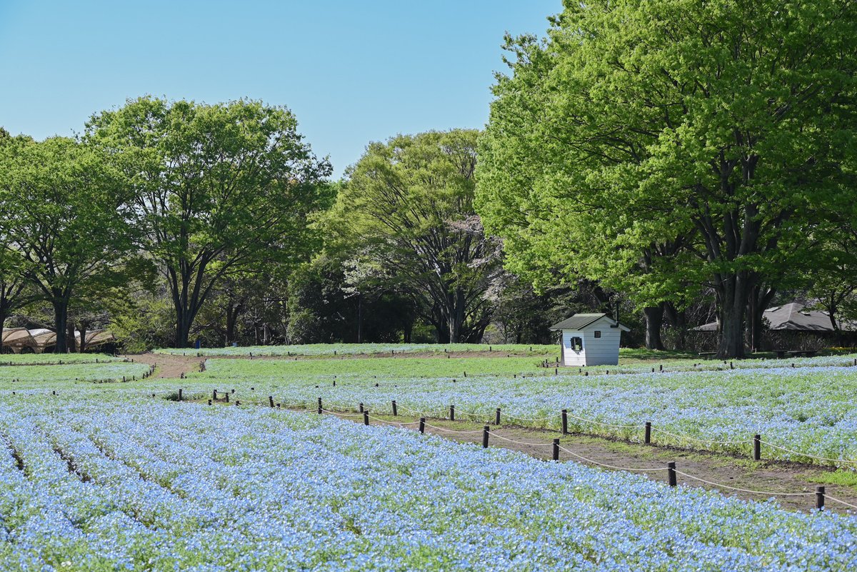国営昭和記念公園 tweet media