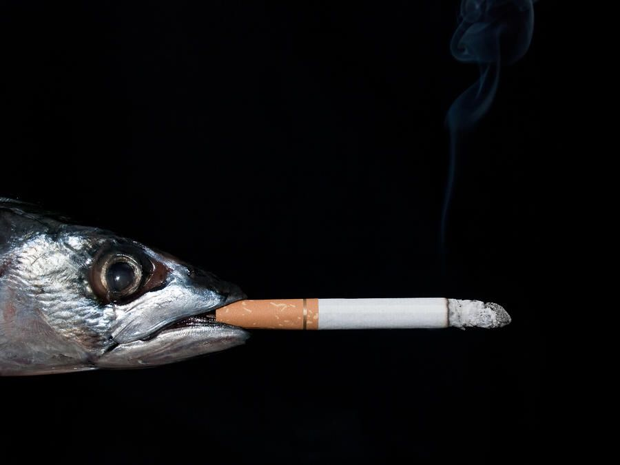 wikigim's tweet photo. Smoked fish... https://t.co/8htR31B6y8