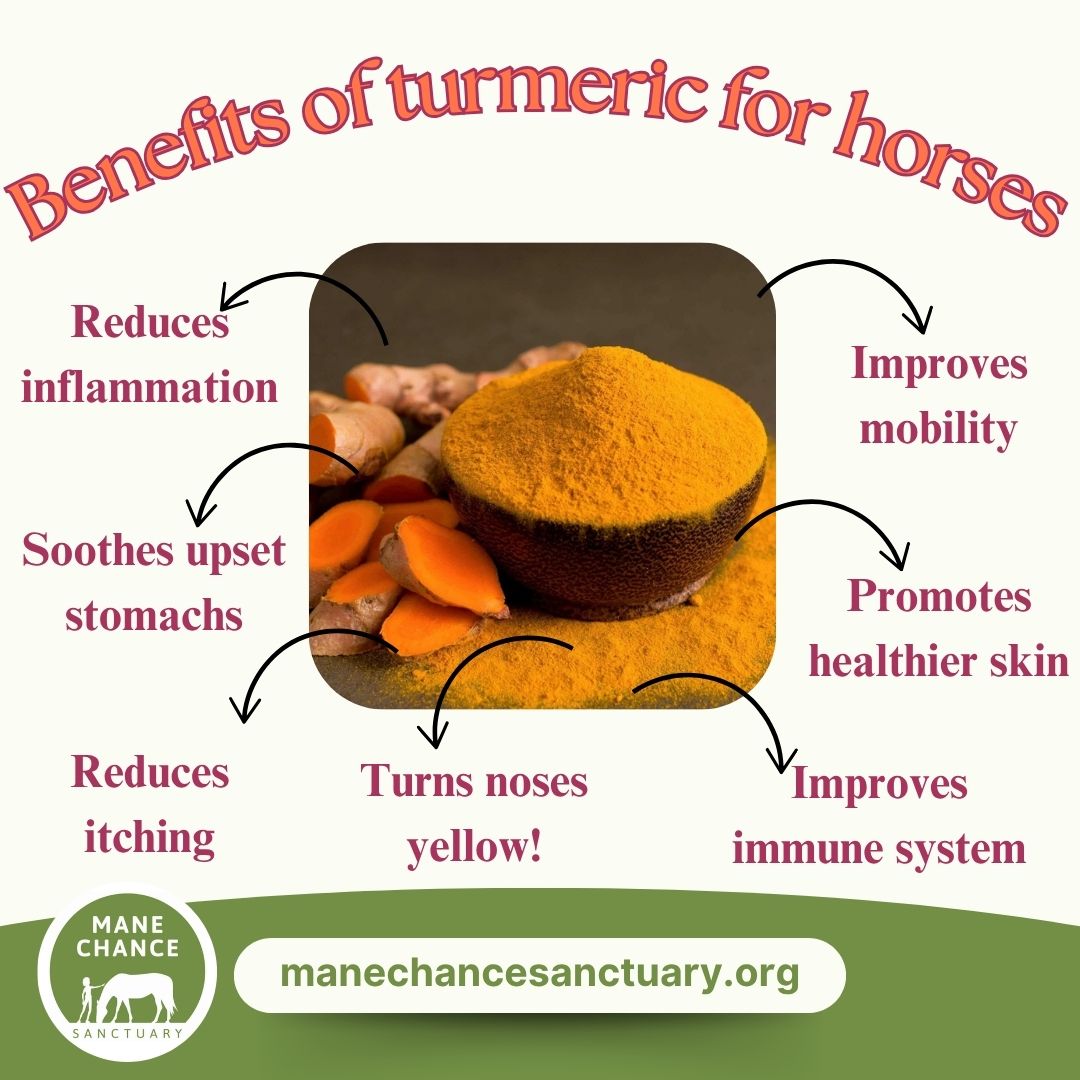 manechance's tweet photo. We love natural supplements here and use them often. Turmeric, for example, is well-known for its ability to reduce inflammation and it can help joint stiffness and pain with conditions such as arthritis and laminitis. https://t.co/wyCeCfVbZD